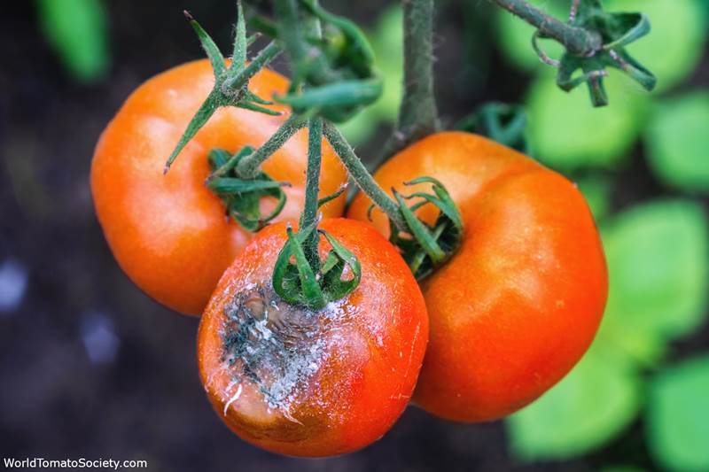 Грибковые инфекционные заболевания томатов и их лечение