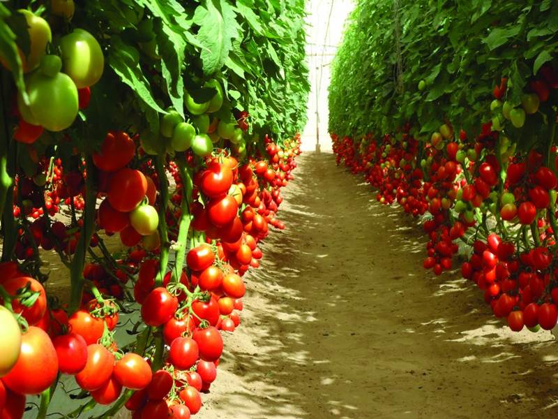 Классификация индетерминантных томатов
