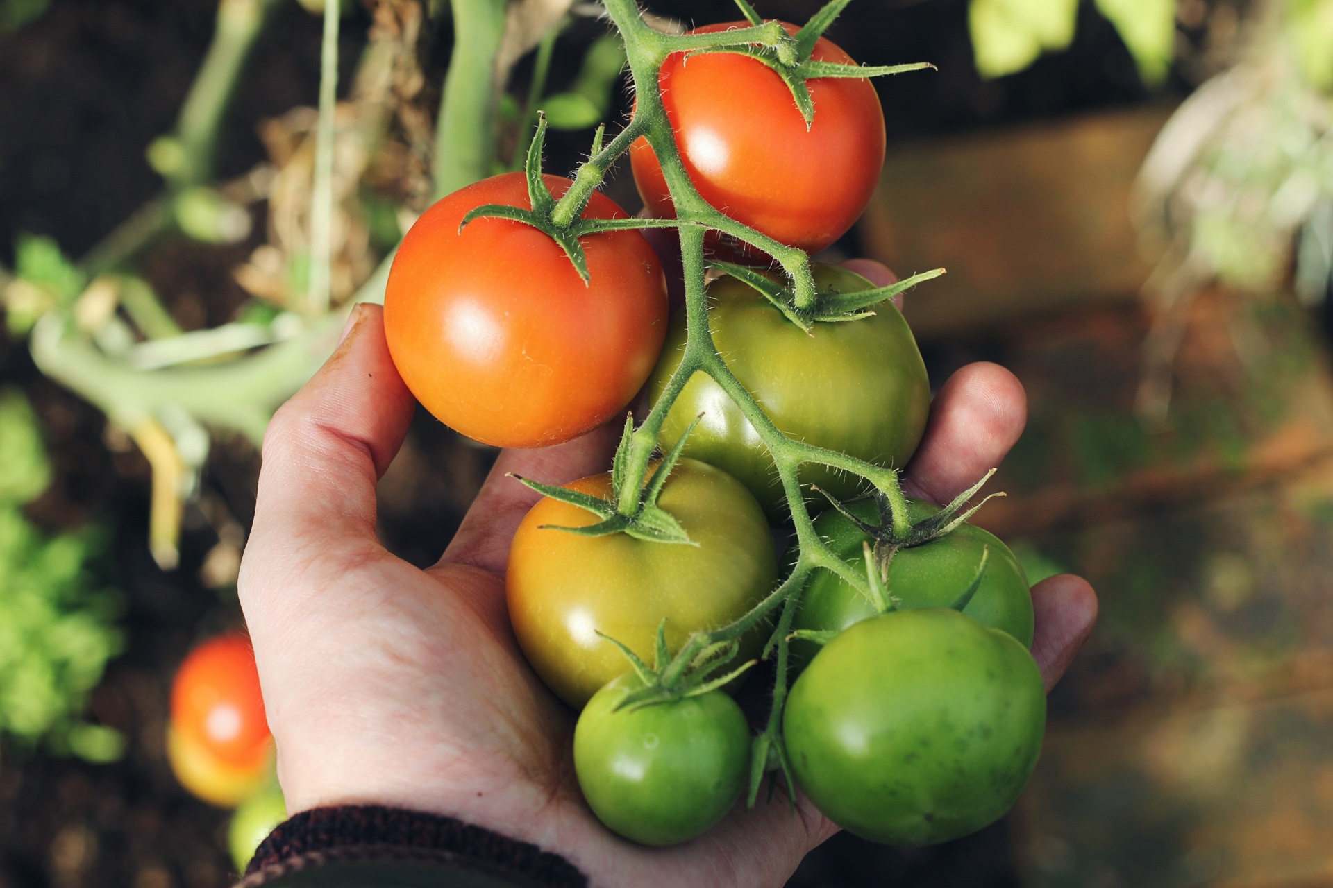 Почему трескаются помидоры на кусте: причины, профилактика
