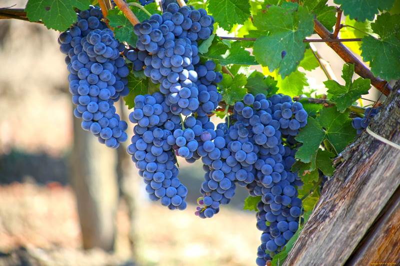 Милдью винограда: что это, чем опасно, меры профилактики
