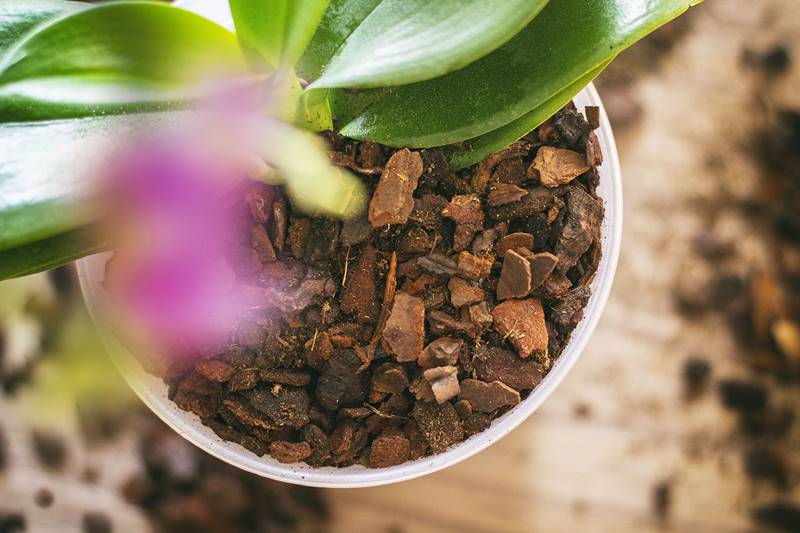 Как размножить орхидею в домашних условиях, пошаговое руководство