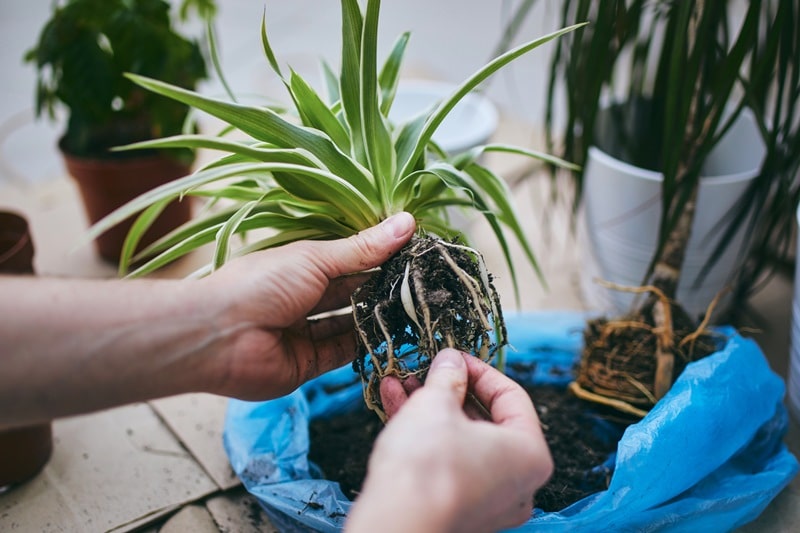 Как вырастить растение из черенков