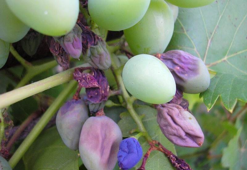 Как определить заражение винограда милдью