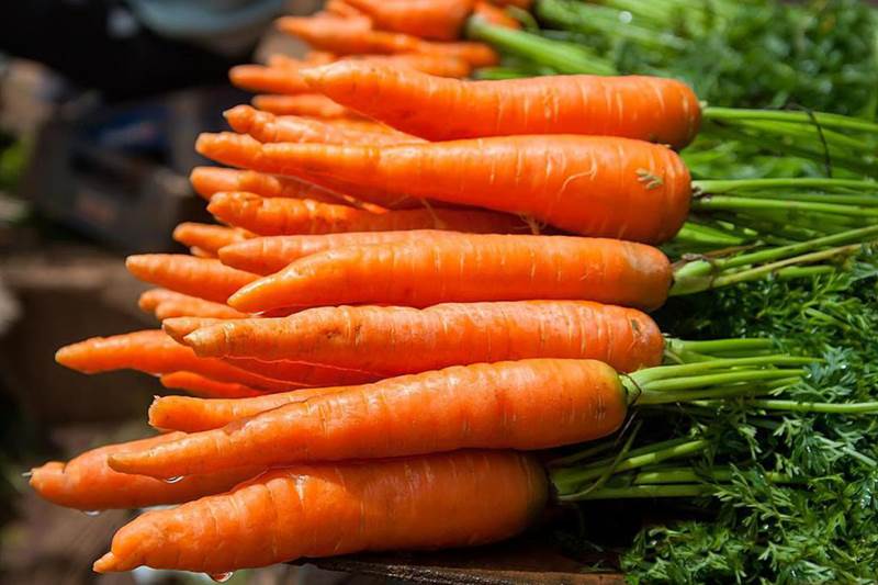 Как повысить урожай моркови
