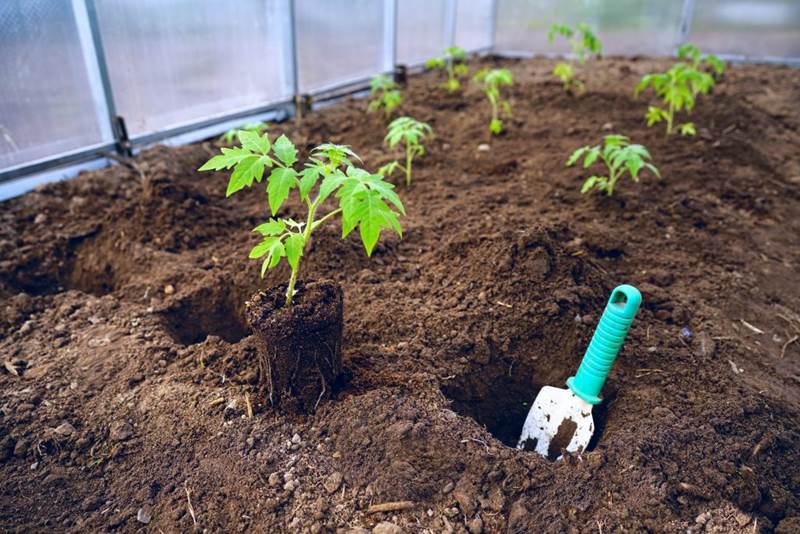 Как правильно посадить рассаду помидоров в теплицу