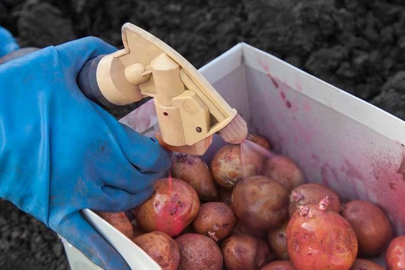 Подготовка картофеля к посадке: как сделать правильно