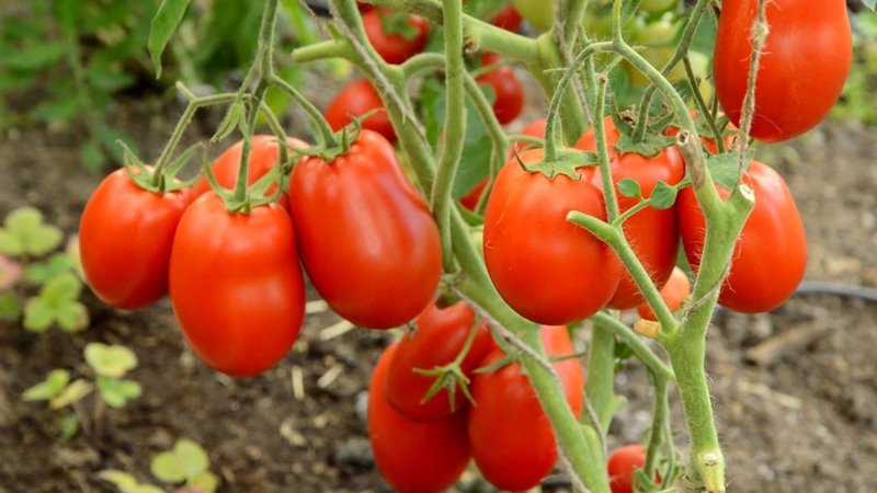 Среднерослые томаты для открытого грунта