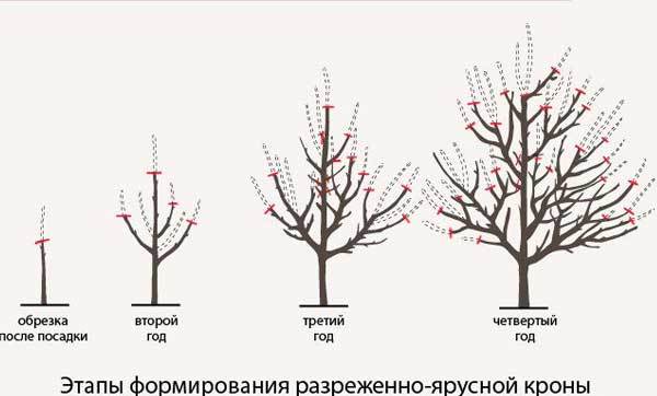 Типы крон деревьев