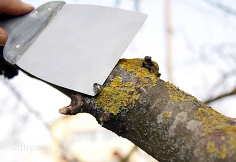 Методы очистки деревьев от лишайника