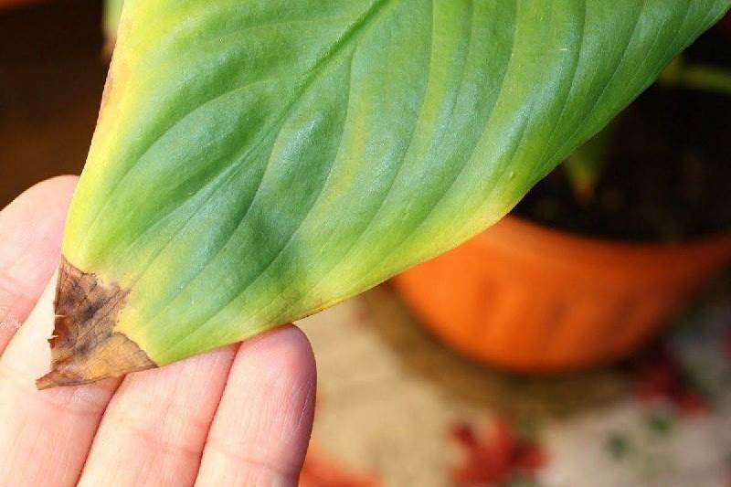 Почему желтеют листья комнатного растения