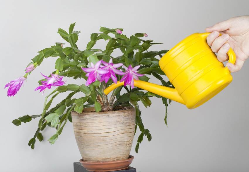 Как поливать комнатные цветы летом