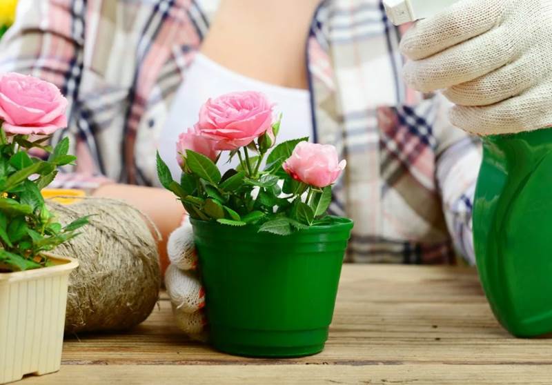 Как вырастить домашнюю розу: полезные лайфхаки и секреты
