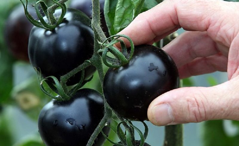 Черные томаты для открытого грунта
