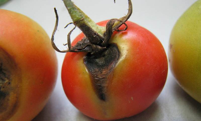 Альтернариоз (сухая пятнистость, макроспориоз) томатов