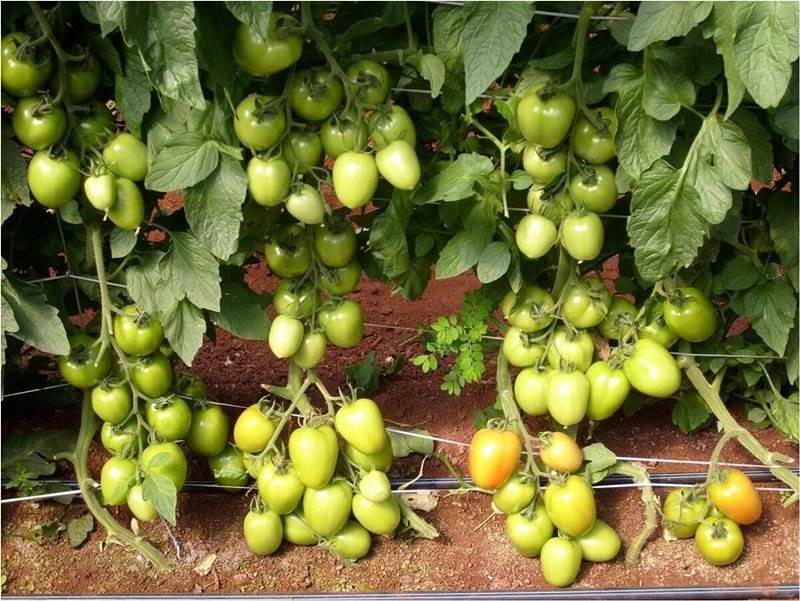 Высокоурожайные томаты для открытого грунта