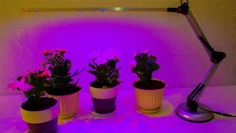 Уход за растением в домашних условиях