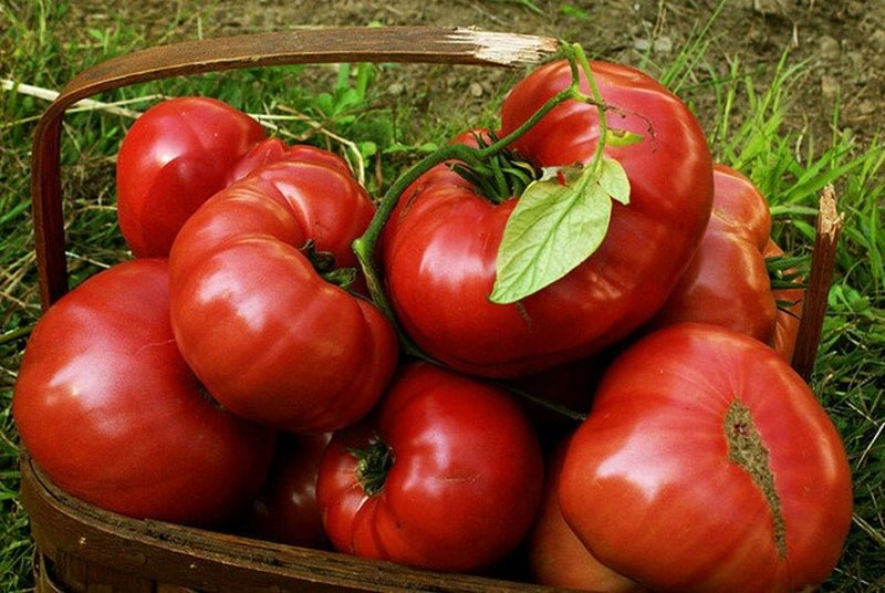 Сладкие томаты для открытого грунта