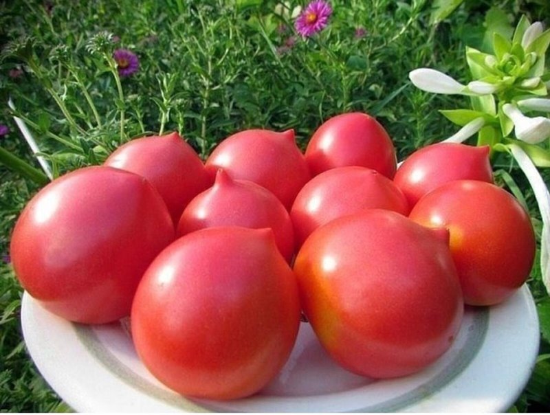 Лучшие томаты для открытого грунта: список из 45 сортов