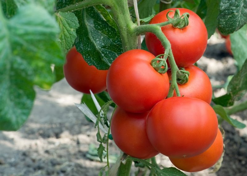 Ароматные и неприхотливые гибриды томатов: 6 новинок для вашего сада
