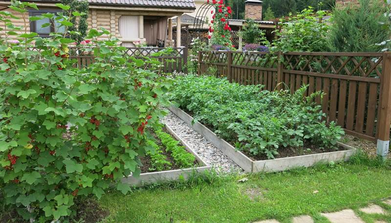 Зонирование при планировке садово-ягодных посадок
