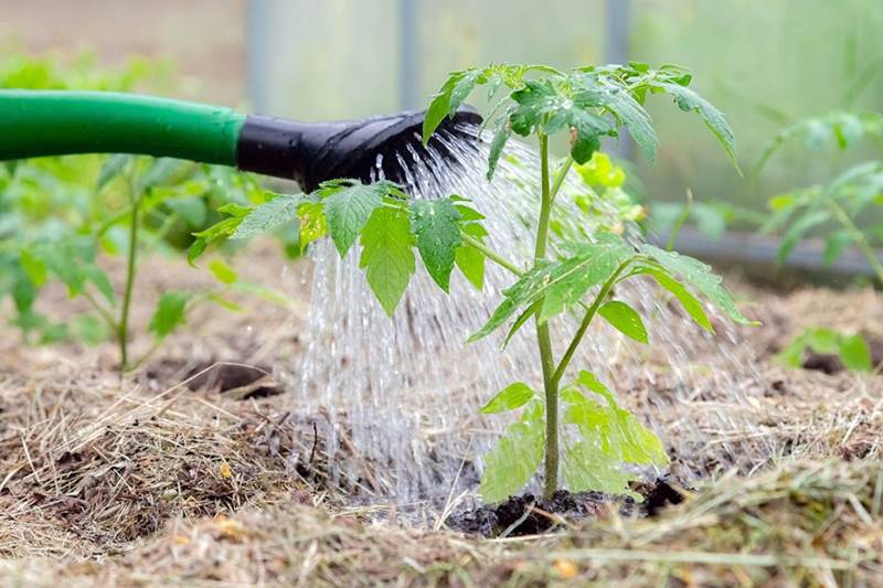 Как поливать растения через мульчу