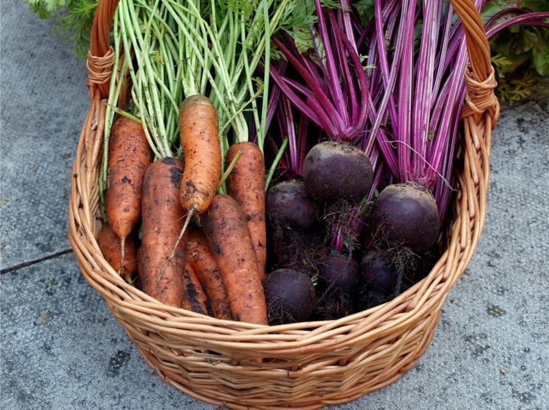 Когда убирать свеклу и морковь с грядки: благоприятные дни, правила хранения