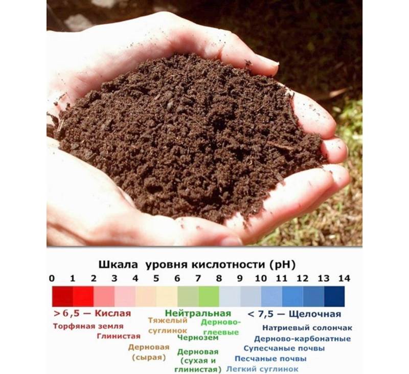 Торф какой массы. Кислотность почвы. Кислотность почвы для почвы. Щелочная почва. Почва для цветов.