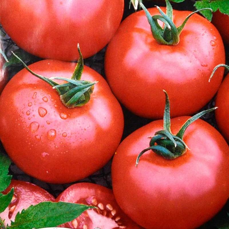 Крупноплодные ранние сорта томатов