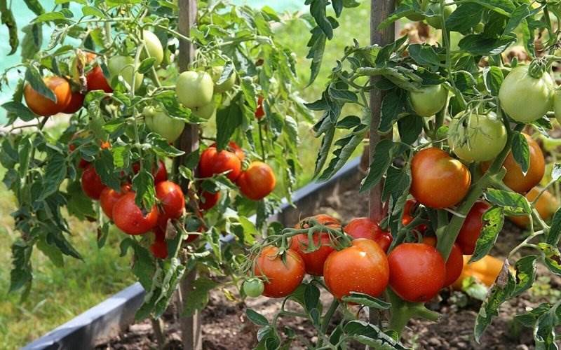 Лучшие сорта томатов для открытого грунта: выбирайте лучшую продукцию! [Огород Ogorod]