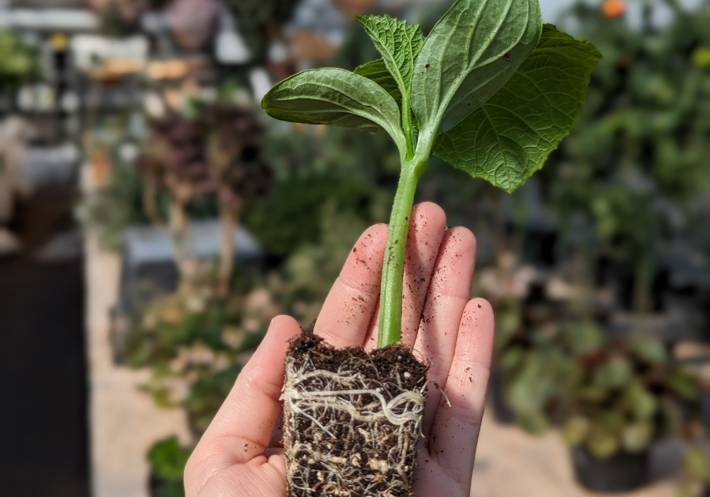 Выращиваем сильную рассаду огурцов – перевалка рассады и чем подкормить для усиления роста