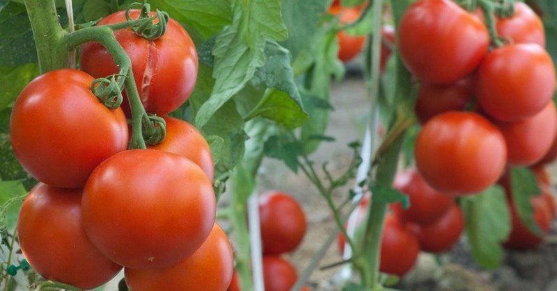 Штамбовые томаты для открытого грунта