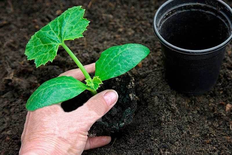 Используйте рассадный метод выращивания