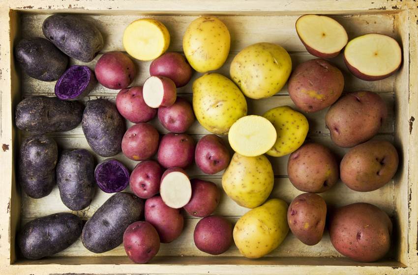 Посадка картофеля: подготовка, способы, удобрение