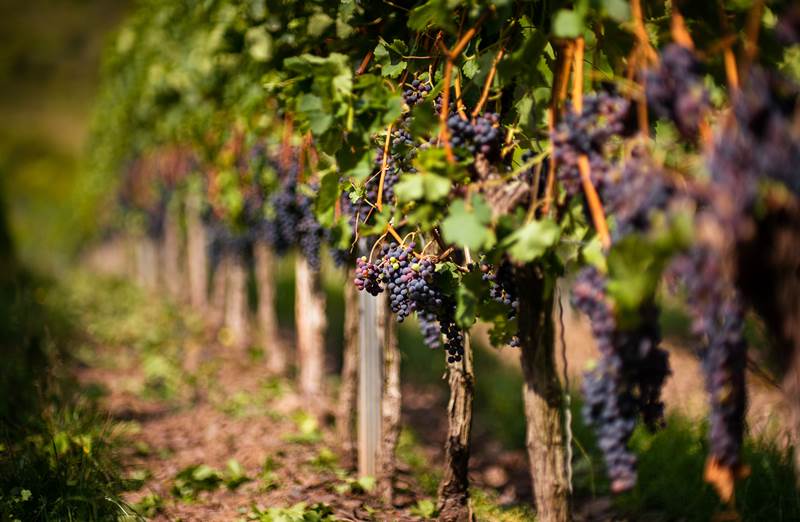 Технология внесения удобрений под виноград