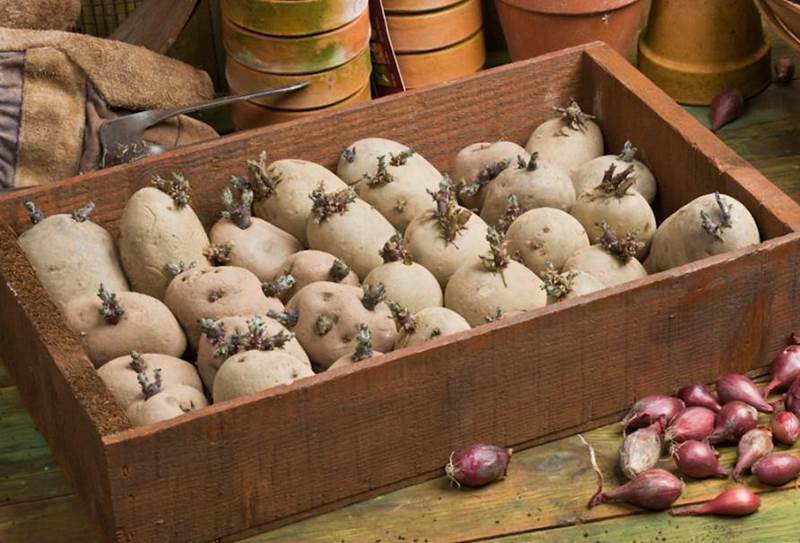 Подготовка картофеля к посадке: как сделать правильно