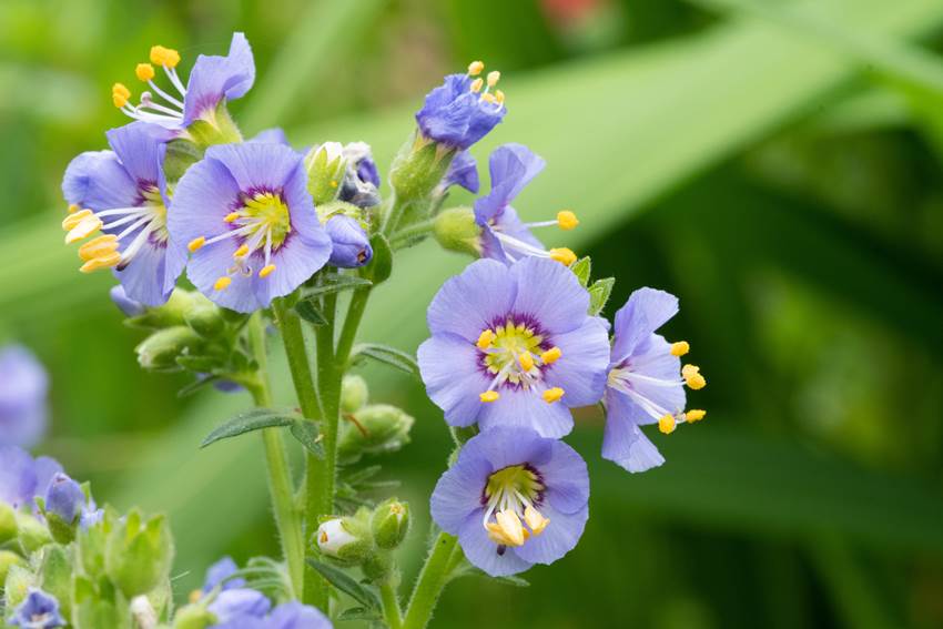 Сорта синюхи голубой для выращивания в саду