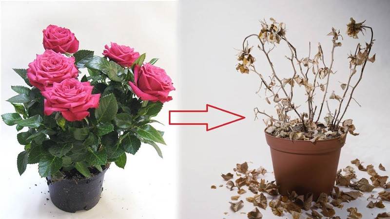 Влияние болезней и вредителей на комнатные розы