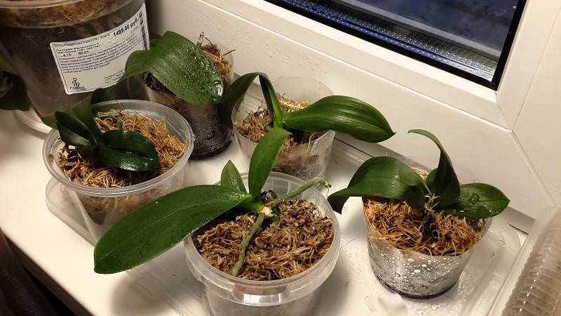 Как посадить орхидею без корней