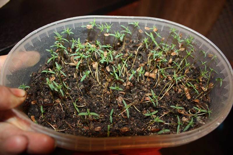 Выращивание туи из семян и черенков