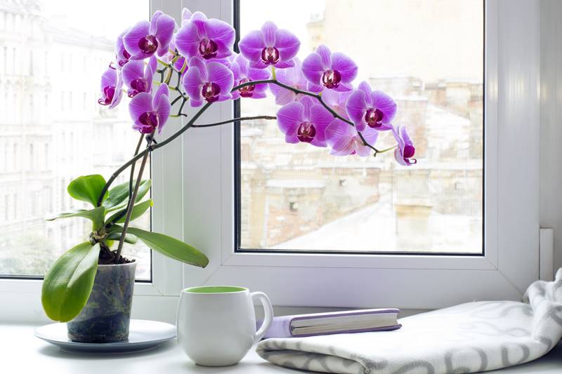 Как ухаживать за орхидеей фаленопсис в домашних условиях