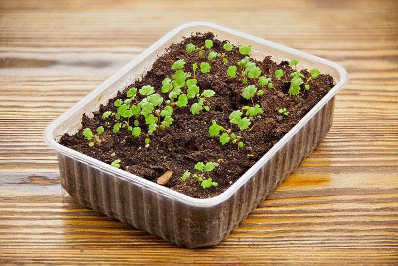 Не растет клубника: основные причины, удобрения, ошибки садоводов