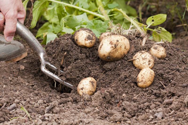 Особенности подкормки картофеля