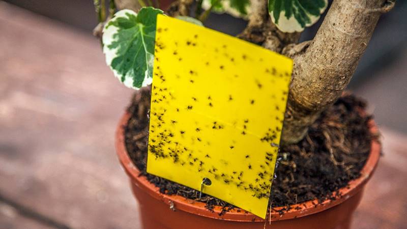 Вредители комнатных растений: как защитить цветы от насекомых, лучшие препараты-инсектициды