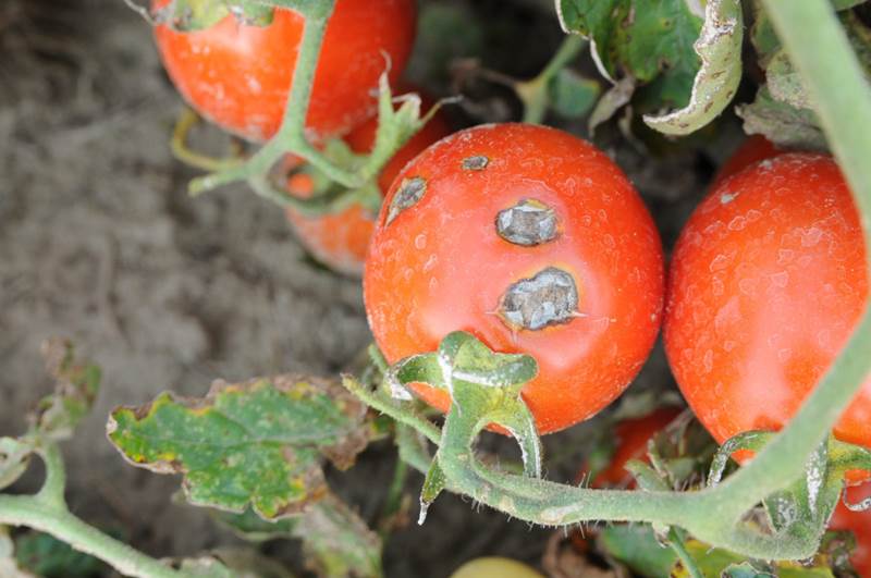 Грибковые инфекционные заболевания томатов и их лечение