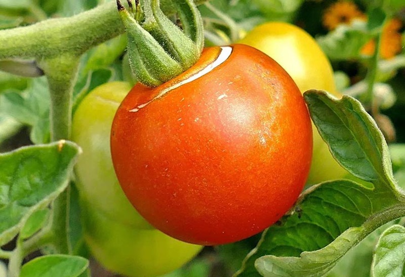 Основные причины появления трещин на помидорах 