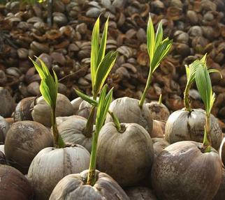 Сорта кокоса для домашнего выращивания