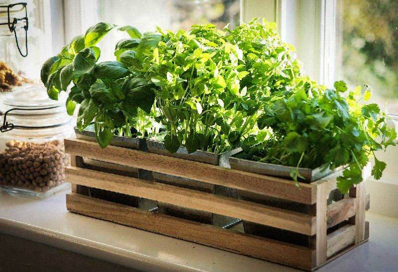 Огород на подоконнике: шесть видов зелени, которые проще всего вырастить дома