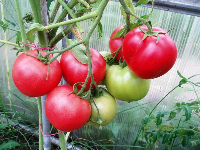 Ранние сорта помидоров для теплиц