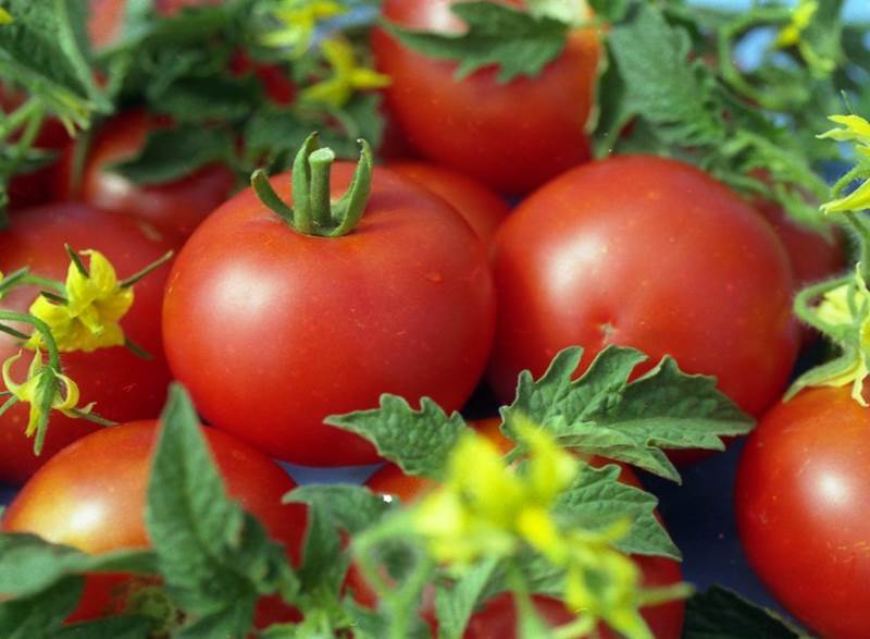 Преимущества и недостатки тепличной выгонки томатов