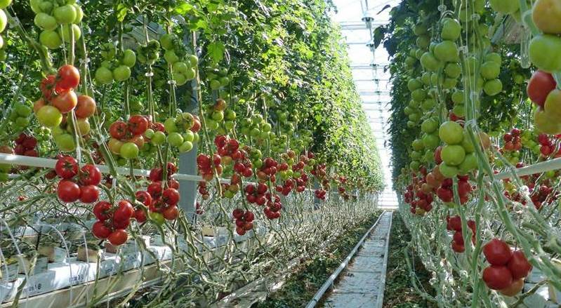 Особенности выращивания индетерминантных томатов